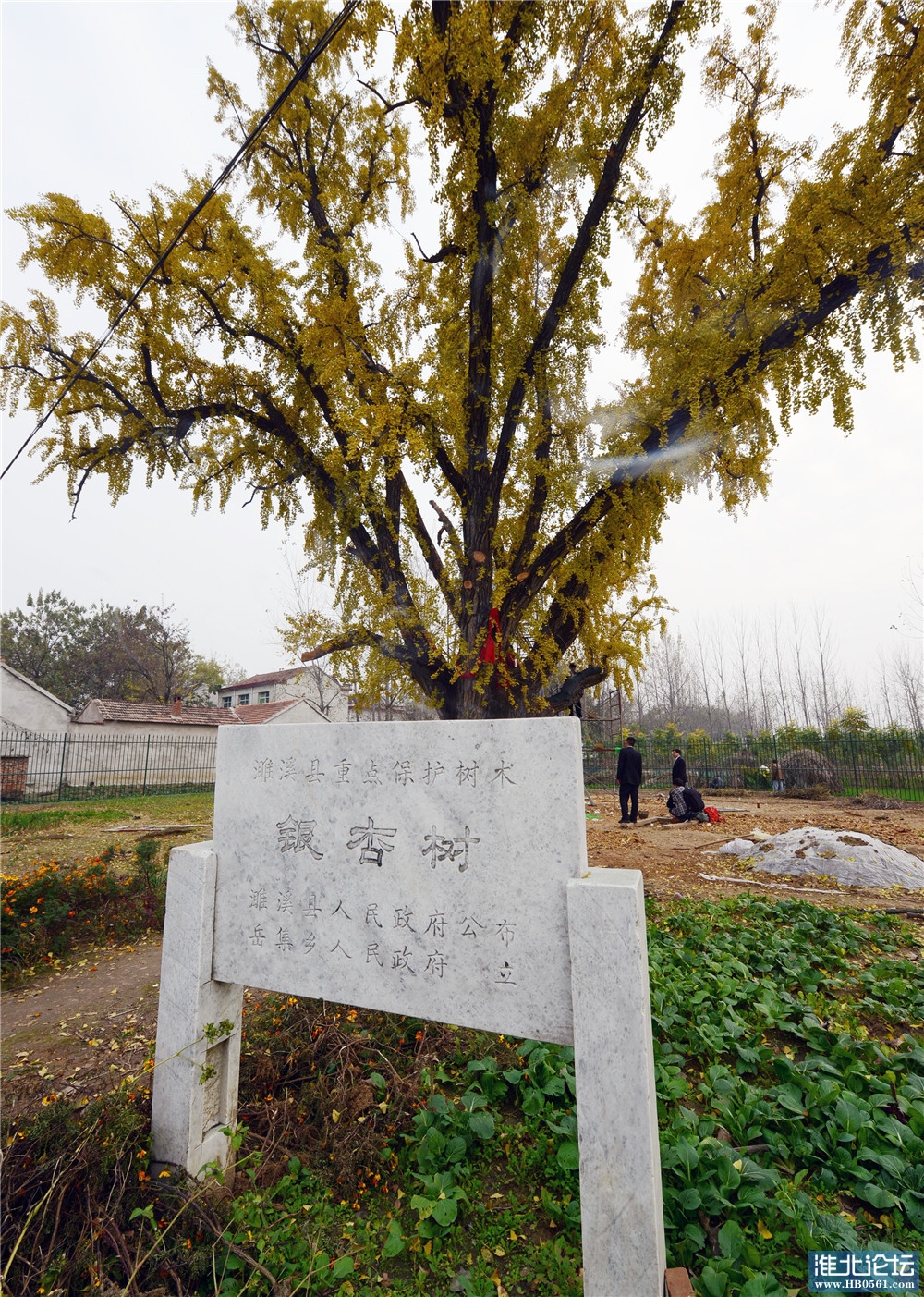 曹楼古银杏树