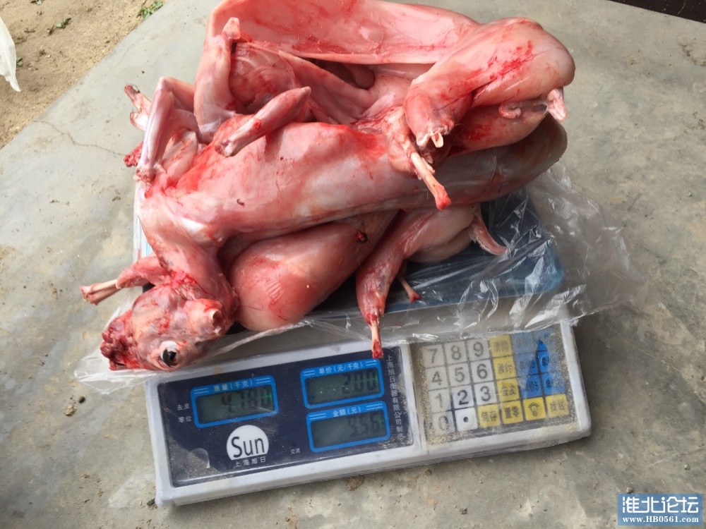 处理兔子兔肉全网最低价现杀现剥保证新鲜7元一斤
